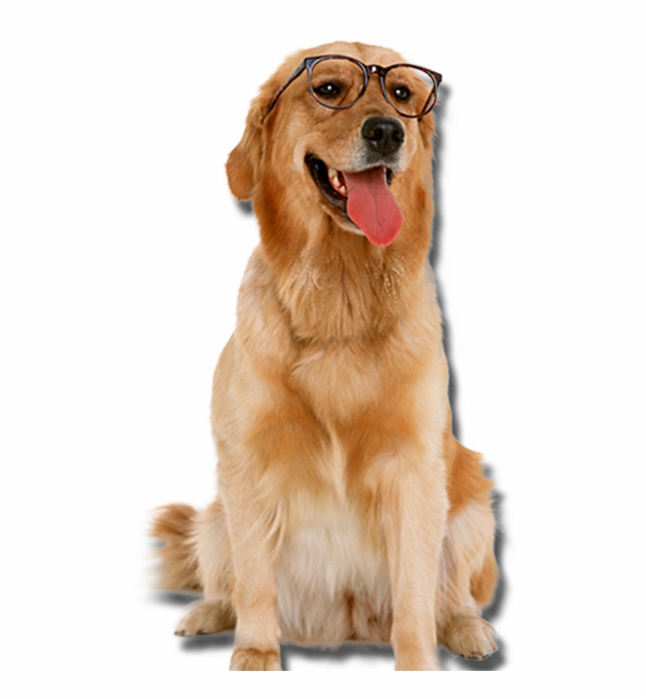 Golden Retriever With Glasses Dogs Png Toys For