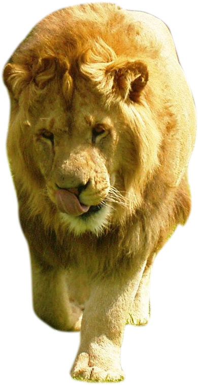 Png Format Background Images Masai Lion
