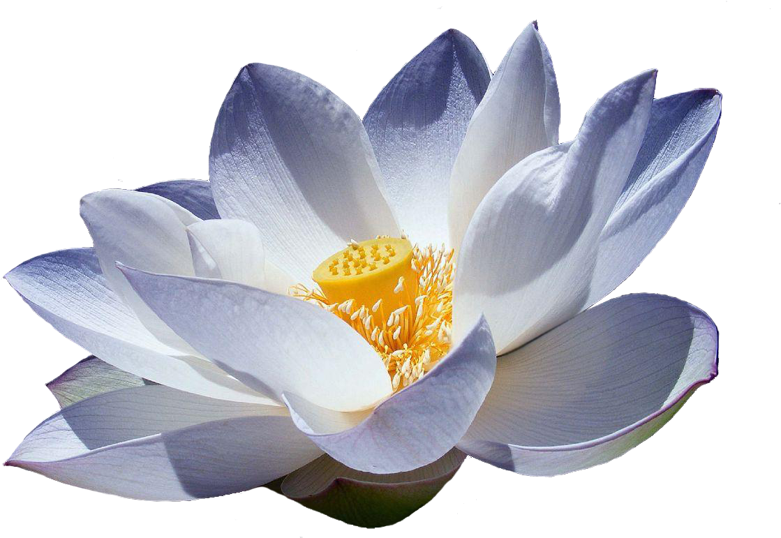 Flor De Lotus Png Japanese Lotus Flower White