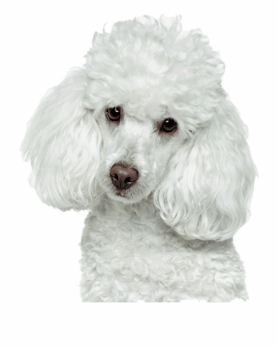 Golden Retriever Puppy Png Poodle White Background