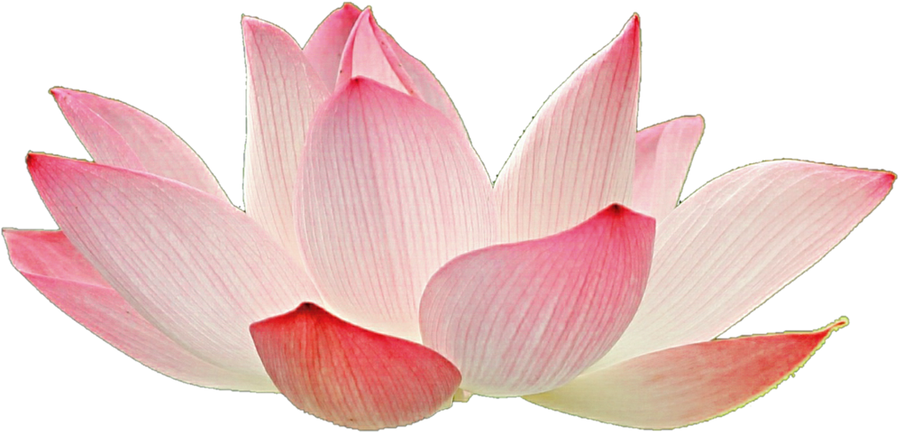 Transparent Background Lotus Flower Png