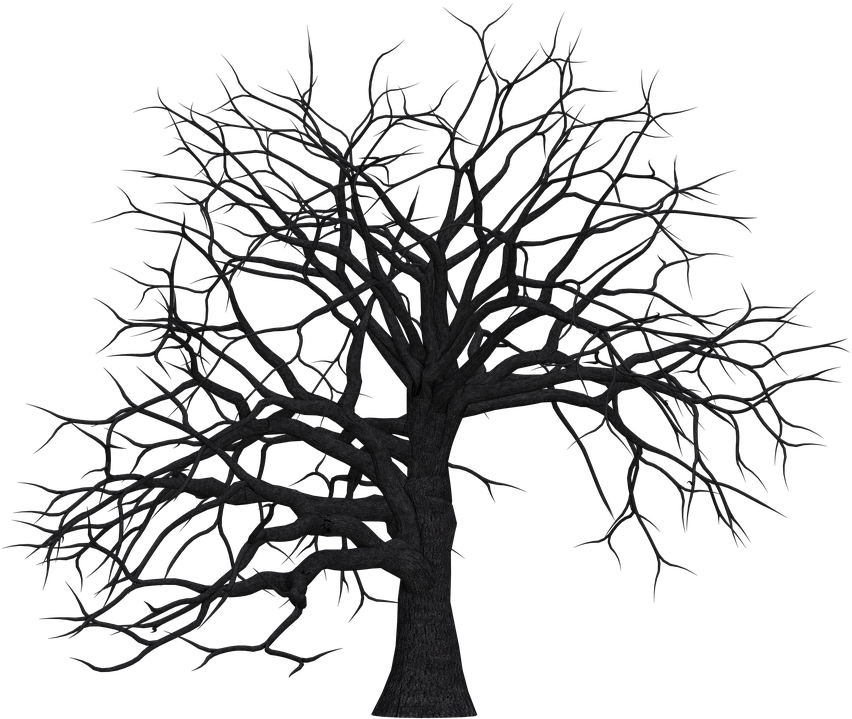 Tree Digital Art Isolated Without Leaves Leafless Tree