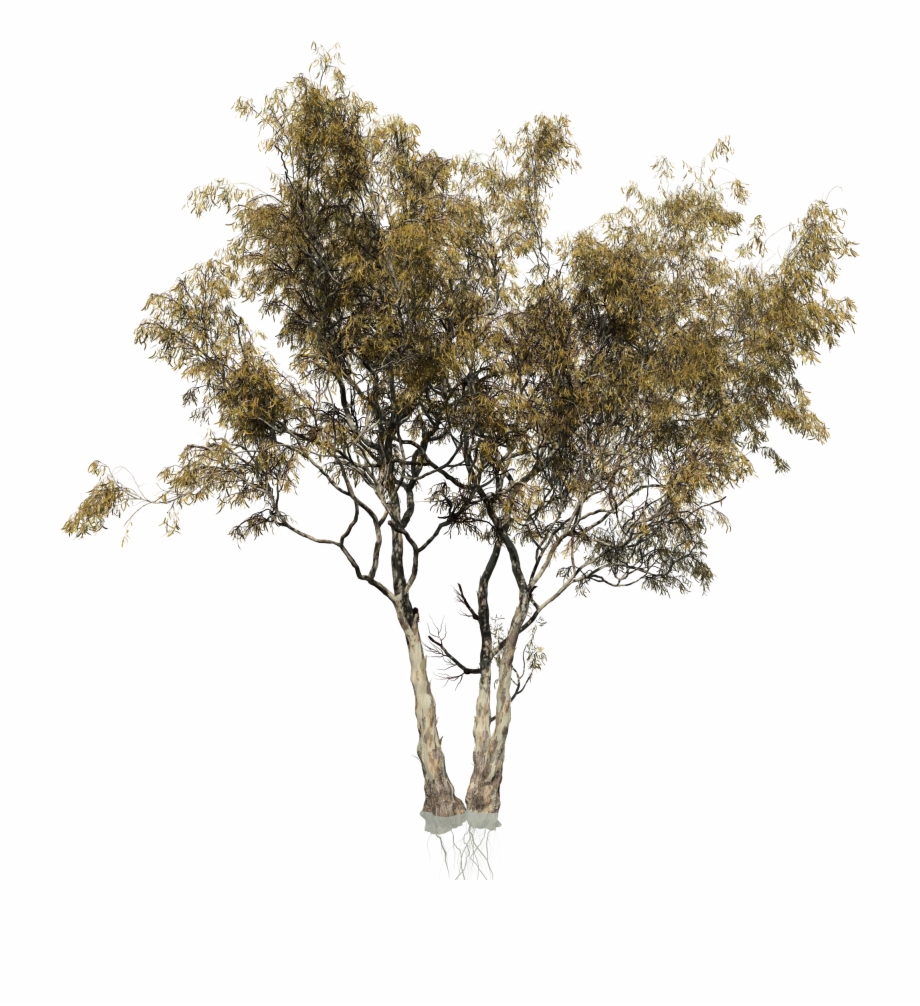 eucalyptus tree transparent background
