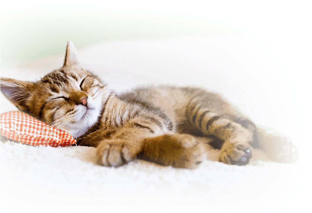 Hif Pet Insurance Benefits Cat World Sleep Day