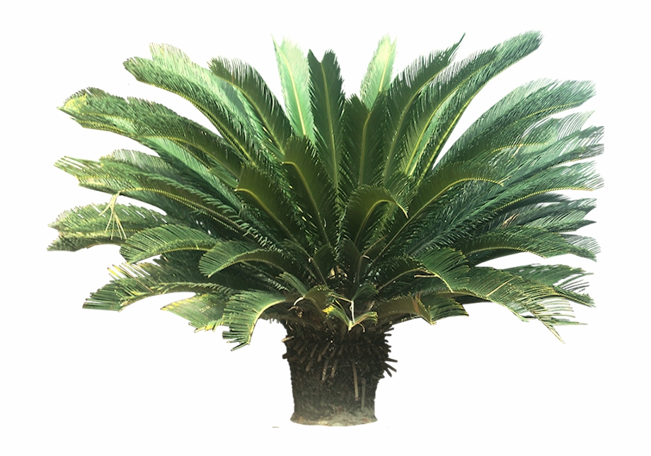 Tropical Palm Plants Sago Palm Png