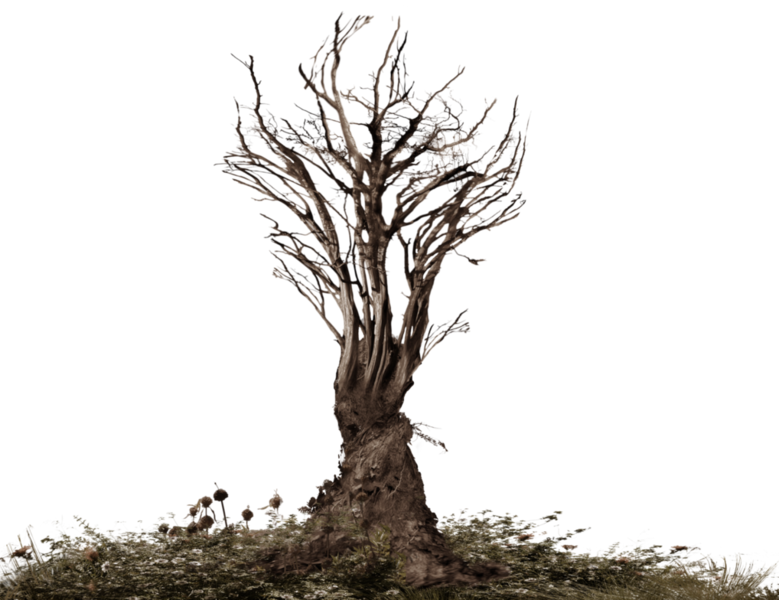 Dead Tree Roots Of A Tree Png