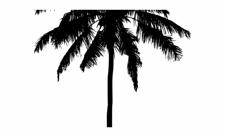 Palm Tree Silhouette Png Real Palm Tree Silhouette