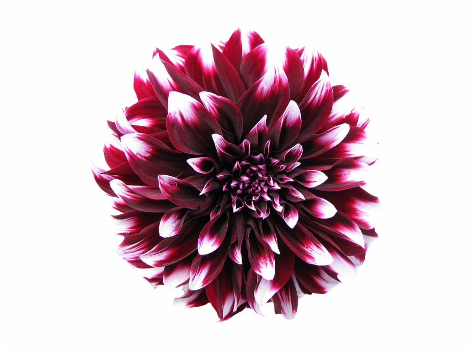 Png Flower Images With Transparent Background Dahlia Flower