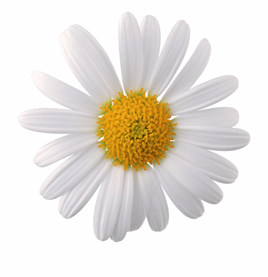 Clover Png Image Transparent Daisy Flower Png