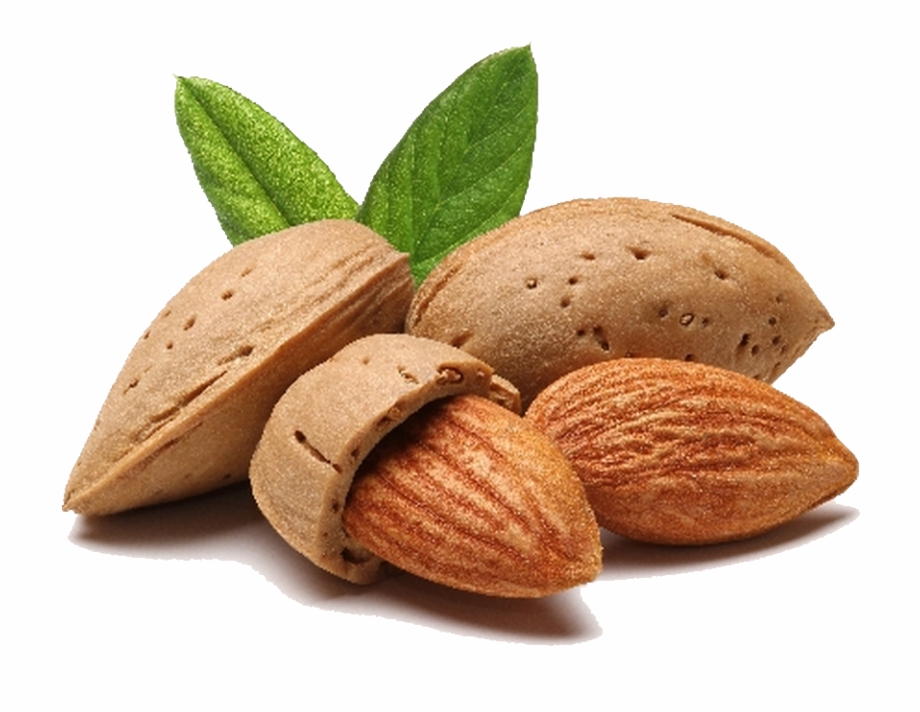 Almond With Shell Png Almond Png Transparent