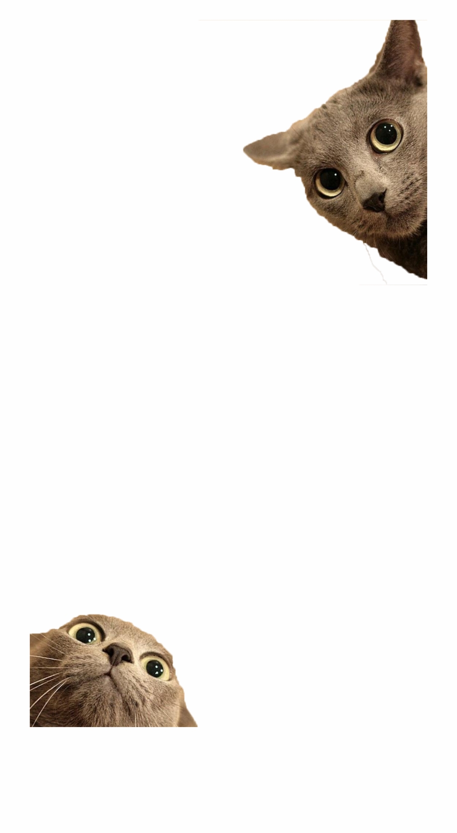 Funny Cats Png Funny Cat Pictures Png