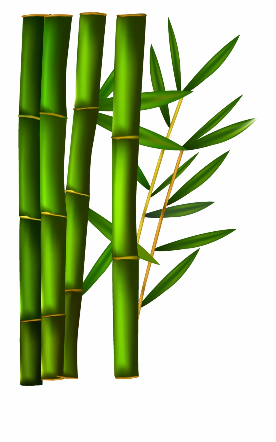 Transparent Background Bamboo Clipart