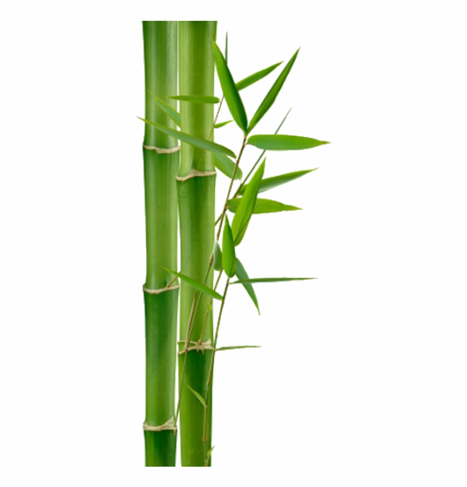 Bamboo Png Download Png Image With Transparent Background