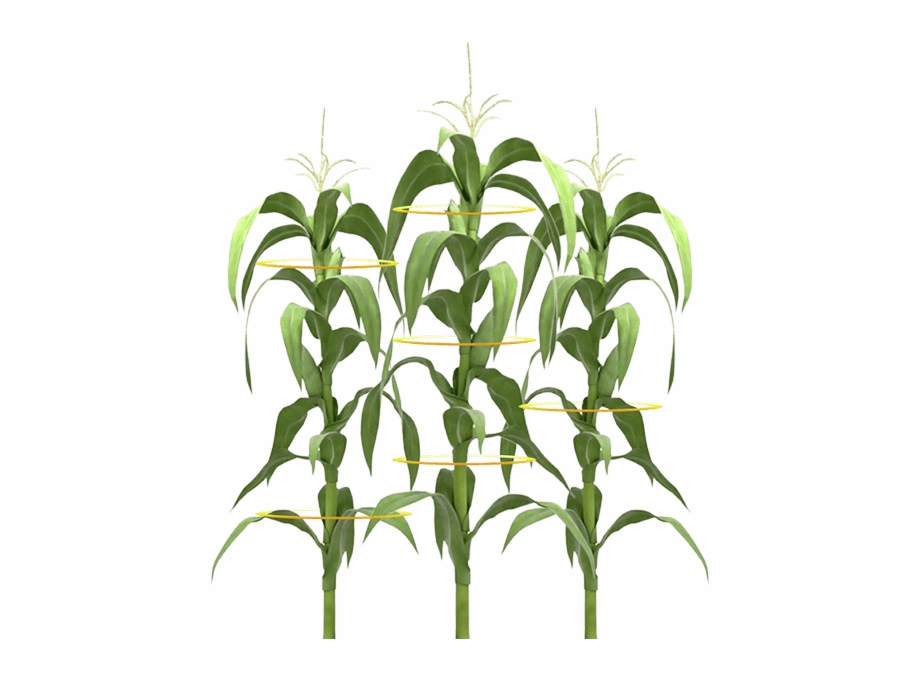 Corn Plant Png Planta De Maiz Png