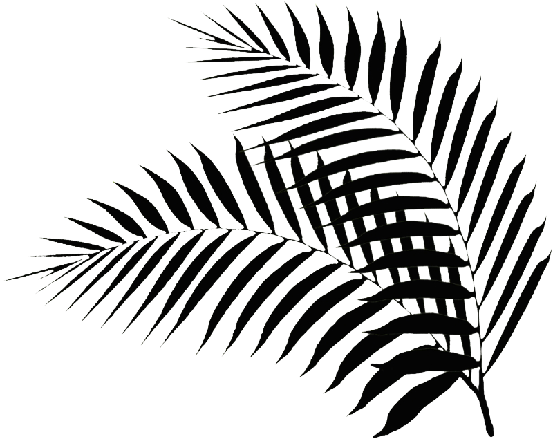 palm leaves clipart black and white
