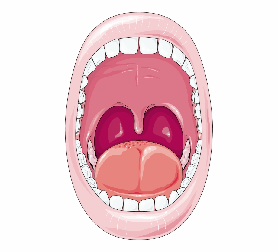 Oral Cavity Cartoon Digestive System Mouth