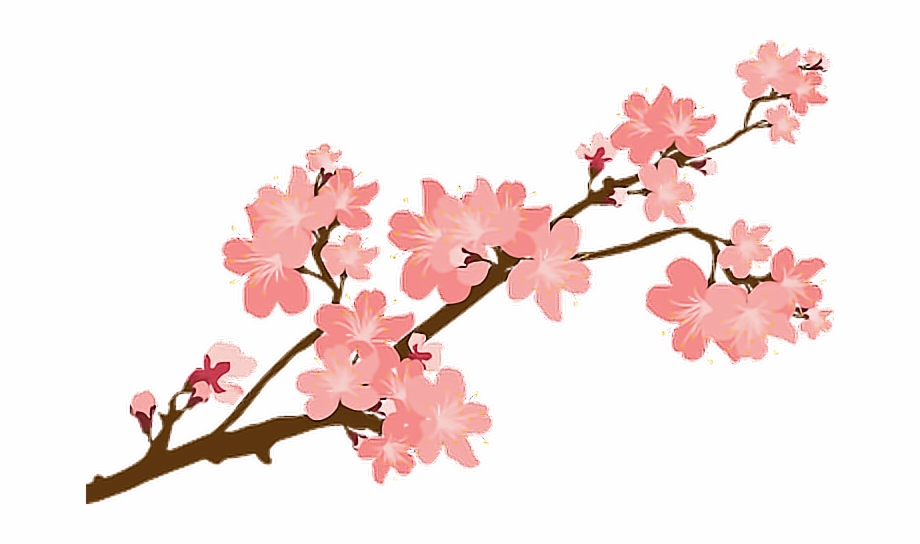 Sakura Sakuras Flower Flowers Cherry Cherryblossoms Transparent Background