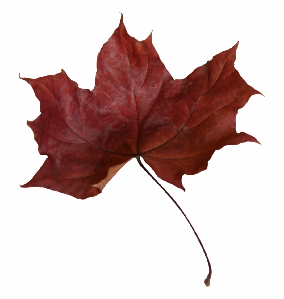 Maple Leaf Png Transparent Picture Dead Red Maple