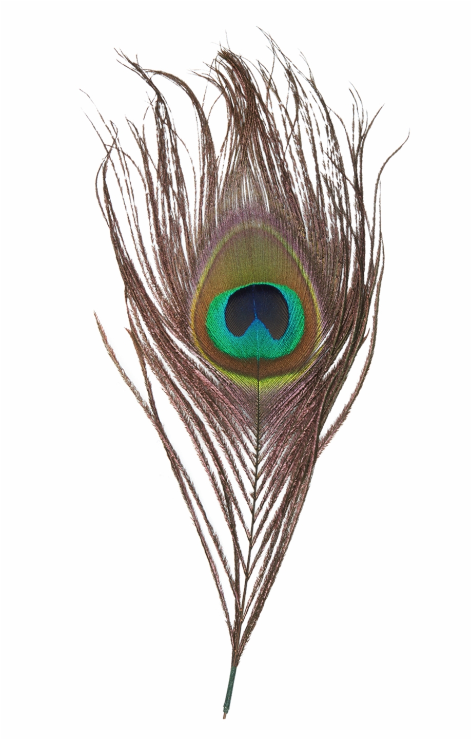 Peacock Feather Png Transparent Images Real Peacock Feather