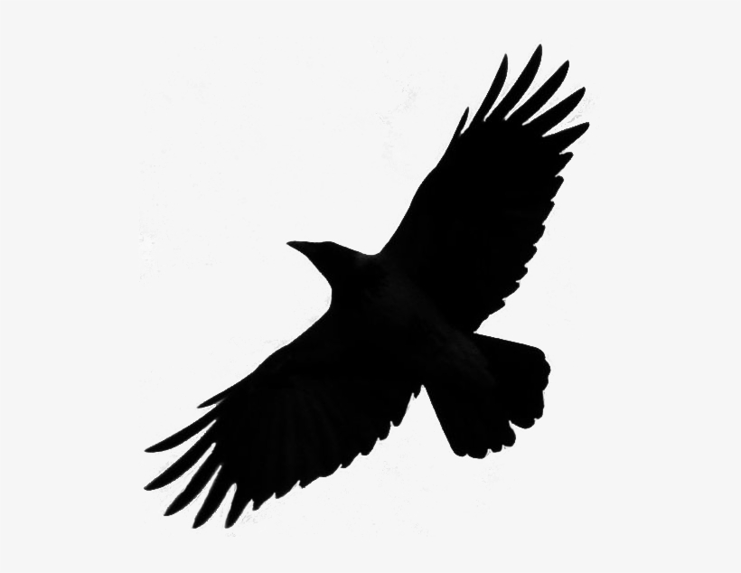 flying transparent crow silhouette
