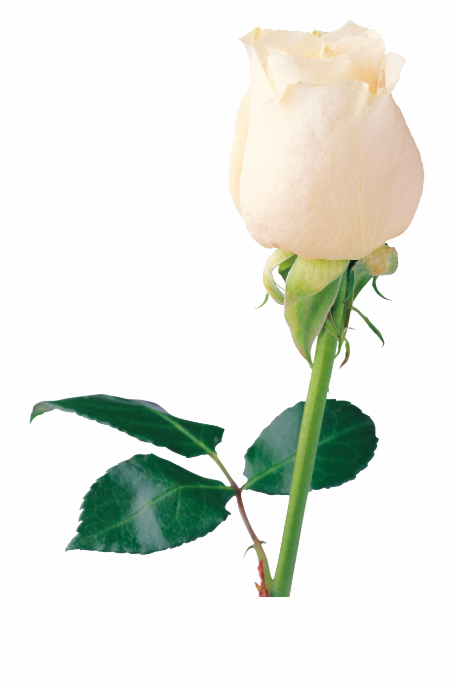 beautiful white rose hd
