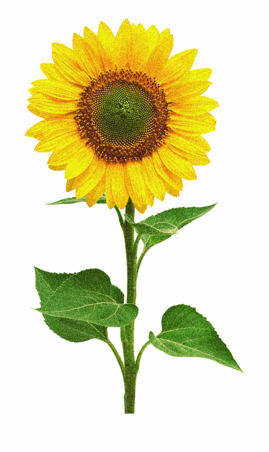 Image Flower Meaning Of Sunflower