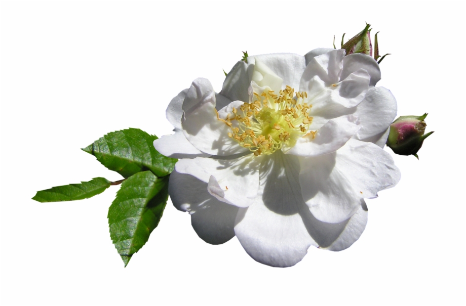 White Single Rose Burnet Rose
