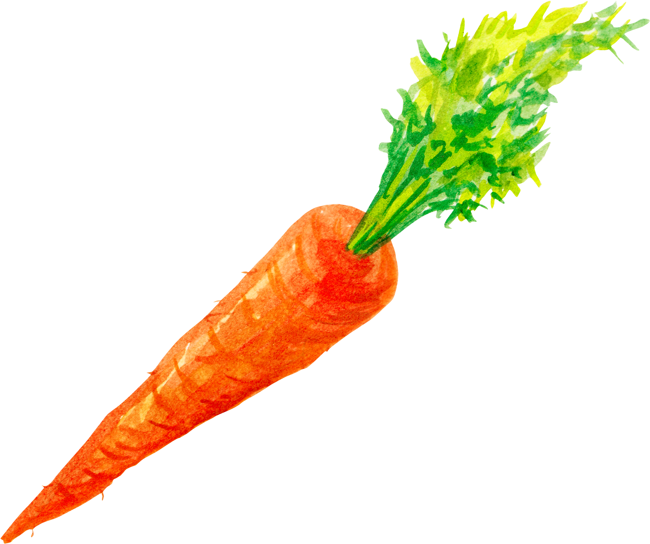 Carrots Png Watercolor Vector Transparent Stock Transparent Carrot