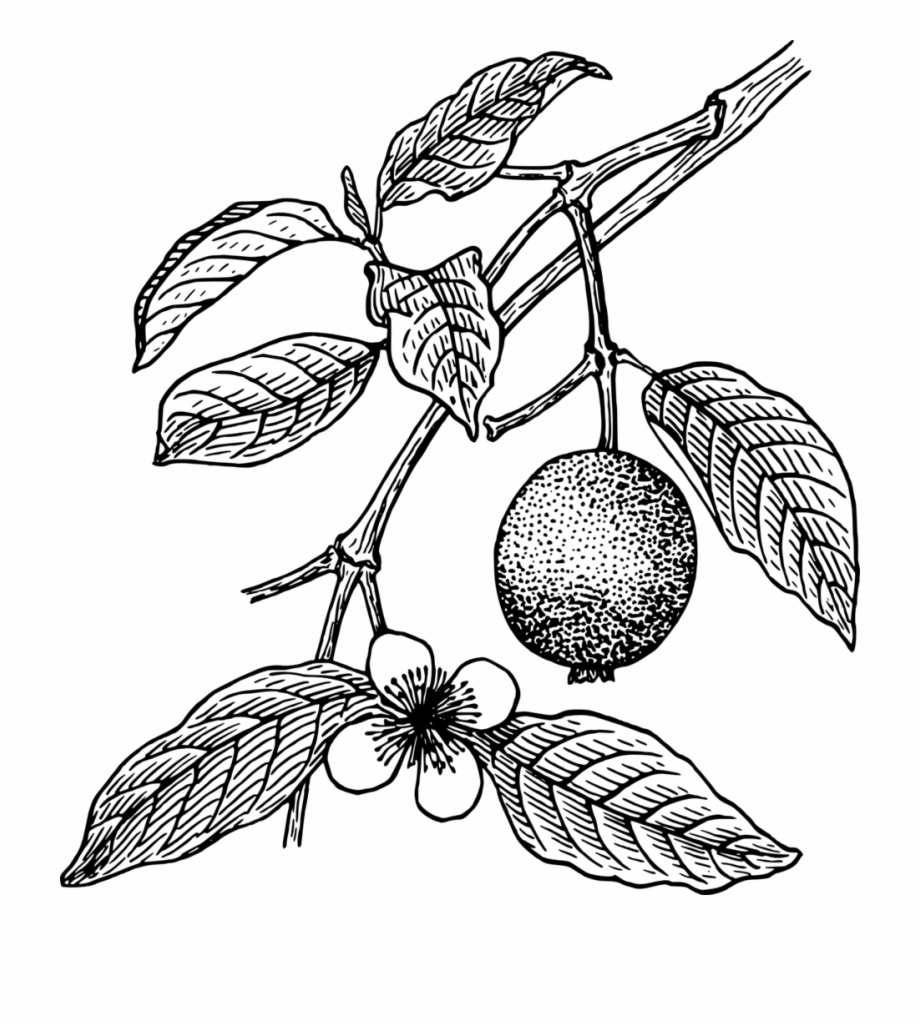 Ideas Papaya Tree Clipart Guava Leaves Black And