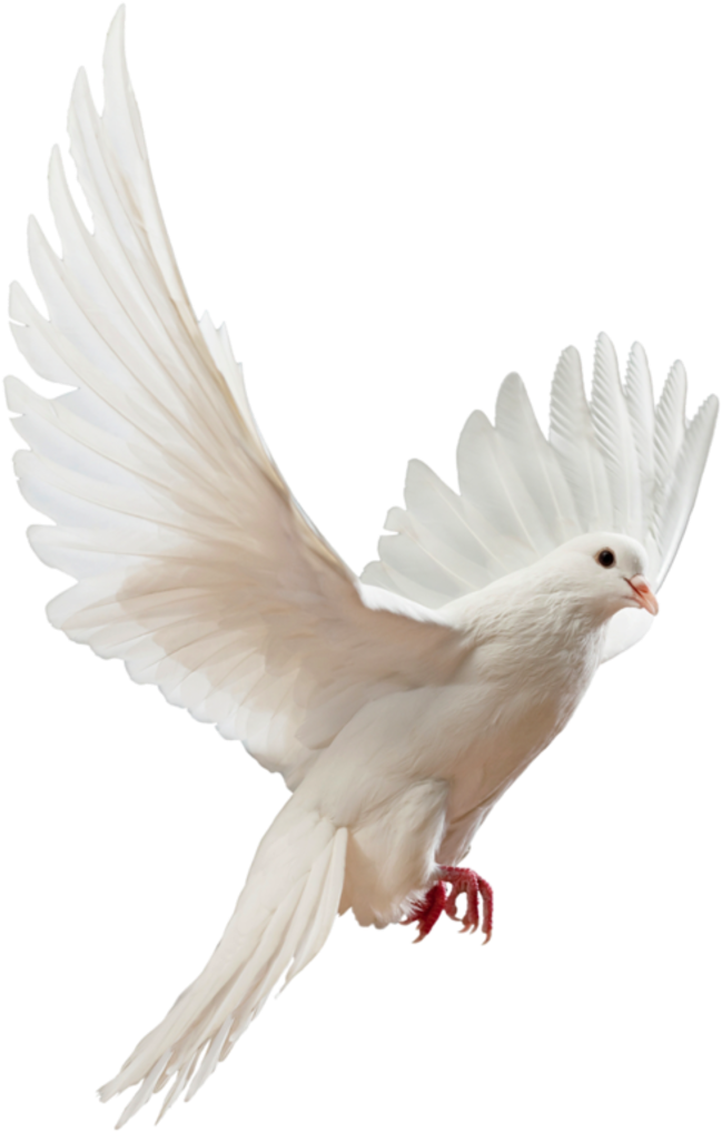 Free White Dove Transparent Background, Download Free White Dove
