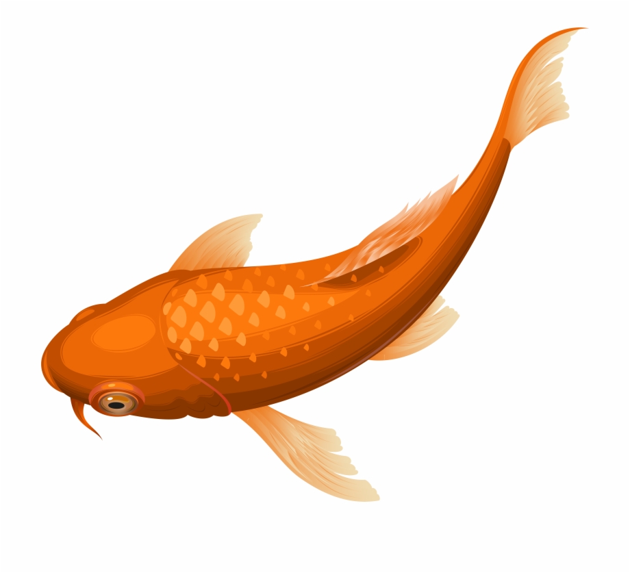 Orange Koi Fish Transparent Clip Art Png Image