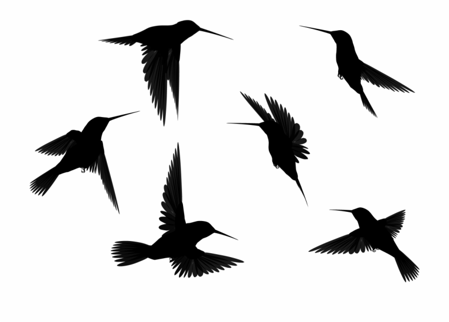 Flying Dragon Silhouette Stock Flying Black Hummingbirds Png