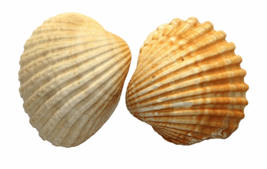 Sea Shell Duo Sea Shells Png