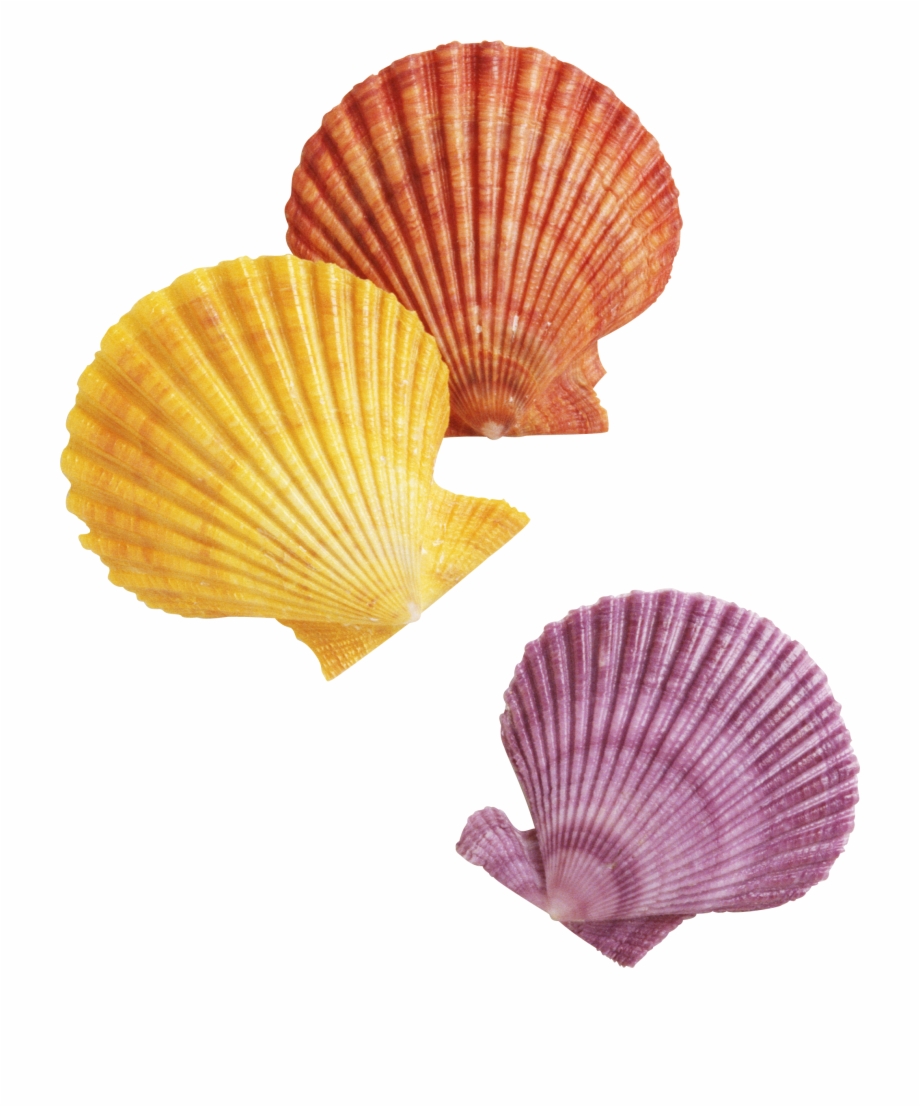 Transparent Background Seashells Clipart