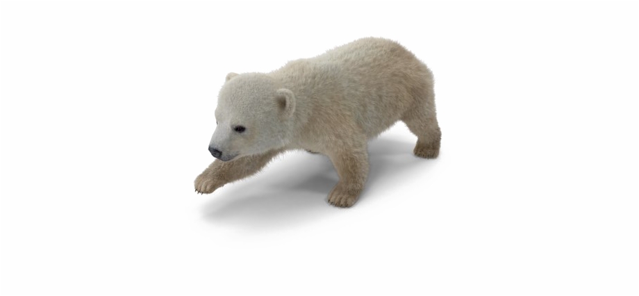 Polar Bear Png Download Image Baby Polar Bear