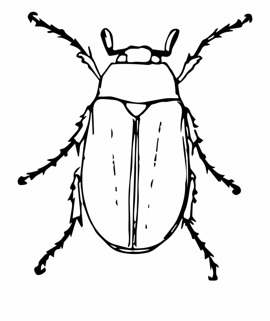 June At Getdrawings Beetle Clipart Black And White