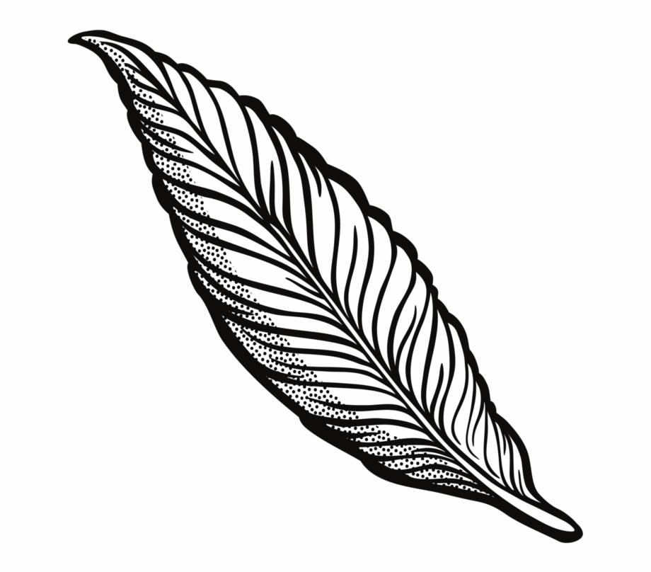 Drawing Feather Pen Clipart Feather