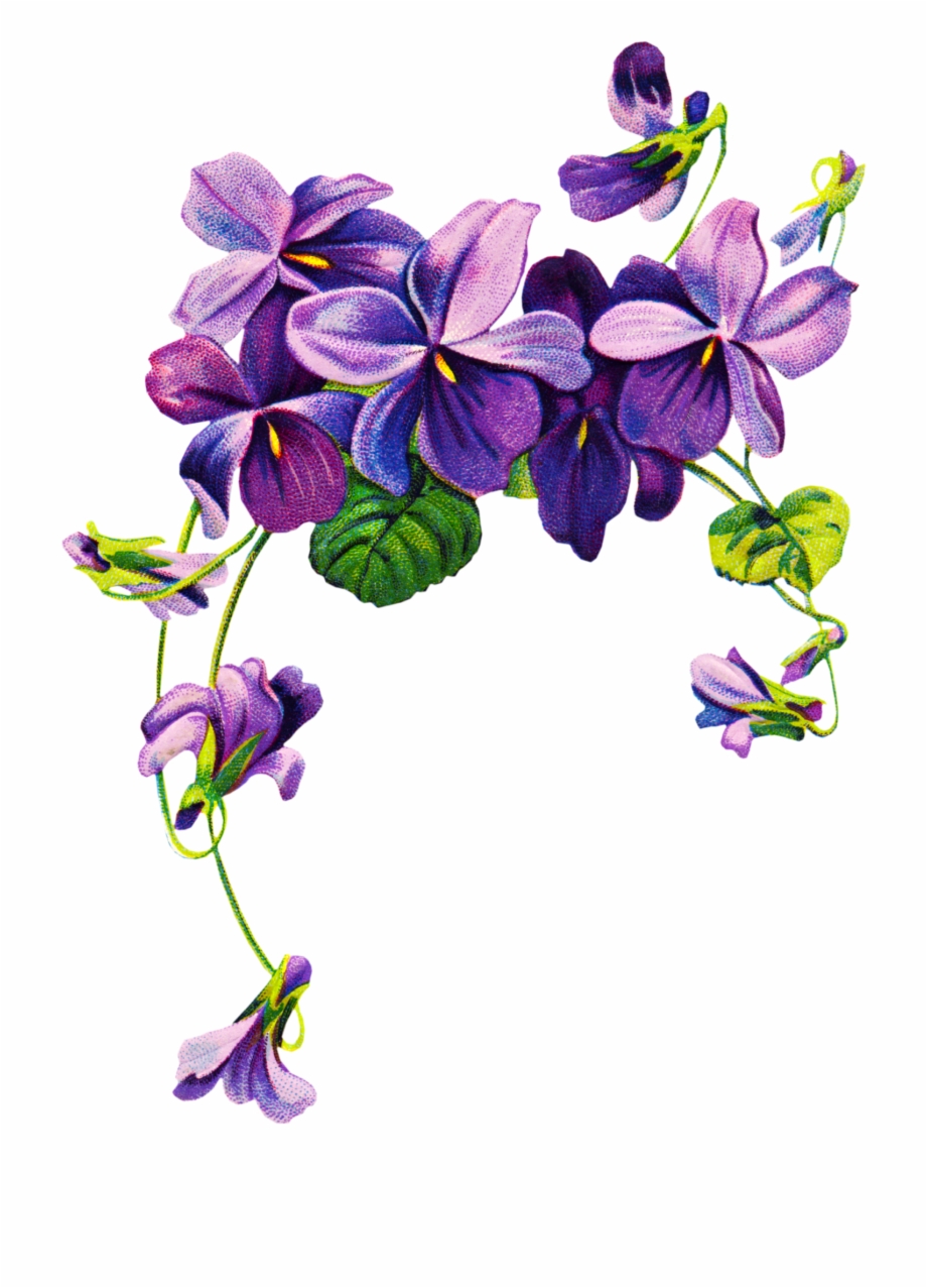 border purple flowers png

