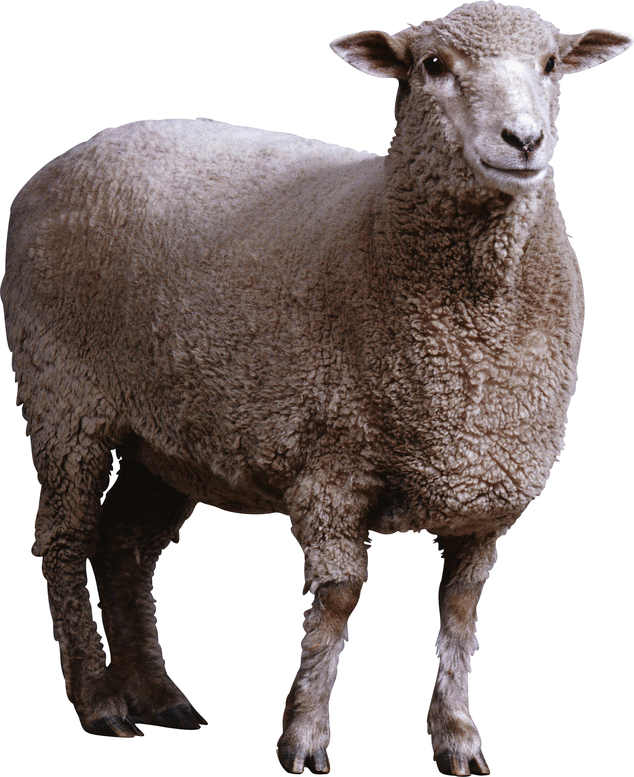 Sheep Png