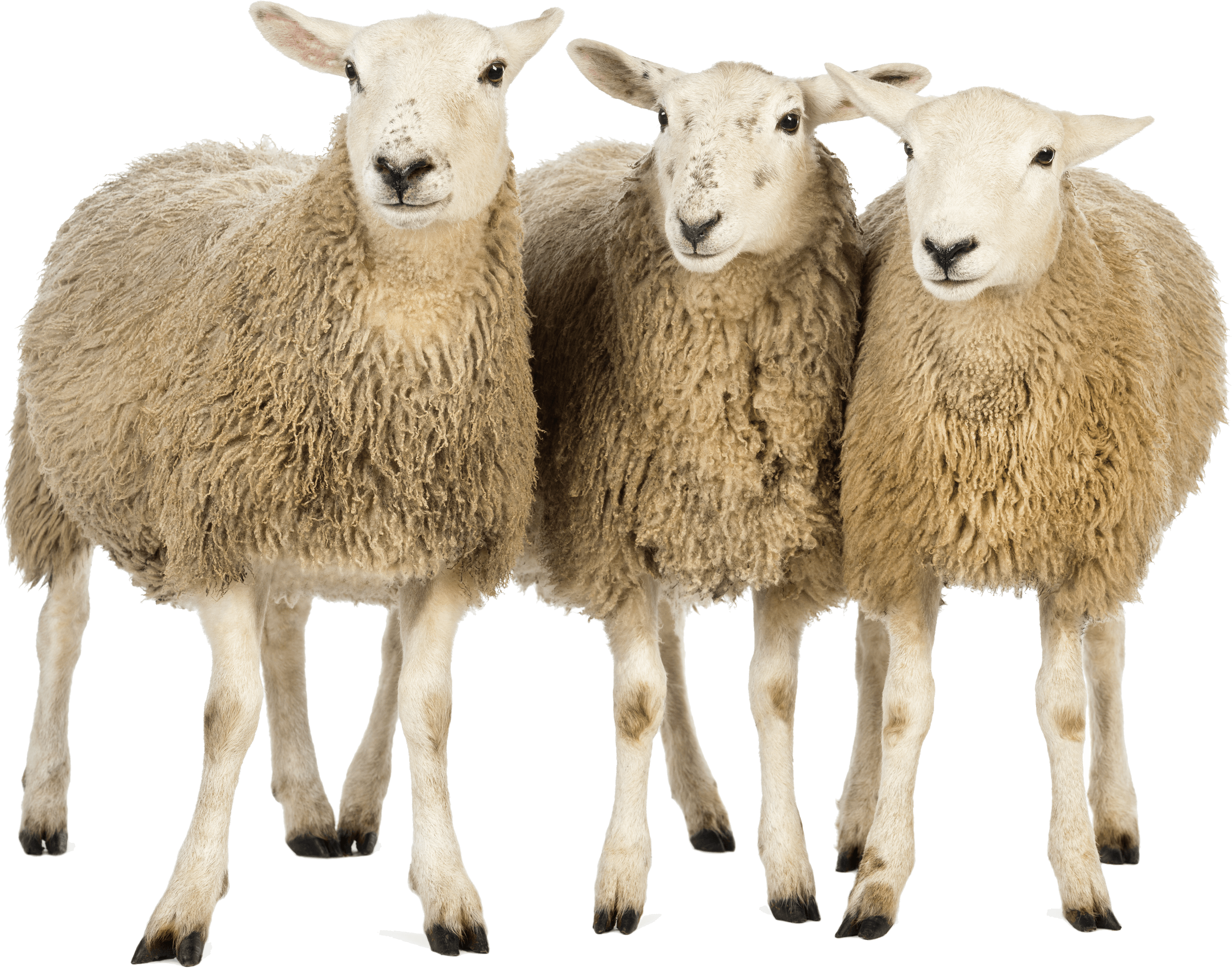 Sheep Clip Art Sheep Png Image Png Download 3000 1651 Free Transparent Eid Al Adha Png Download Clip Art Library