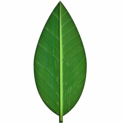Transparent Leaf Png