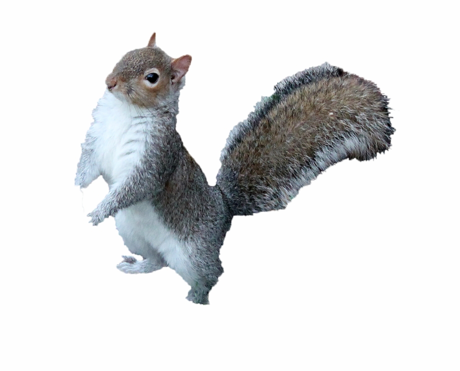Squirrel Png Free Download Squirrel Png