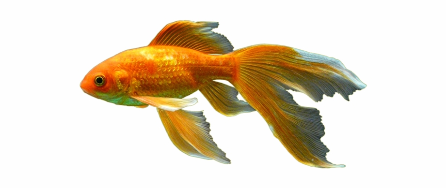 goldfish
