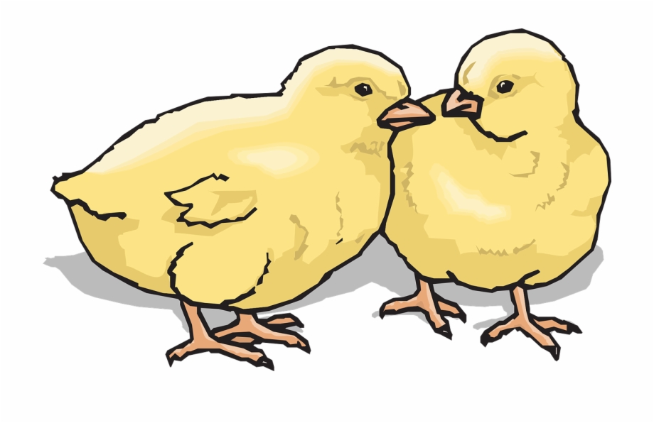 Chicks Baby Chickens Farm Png Image Clip Art