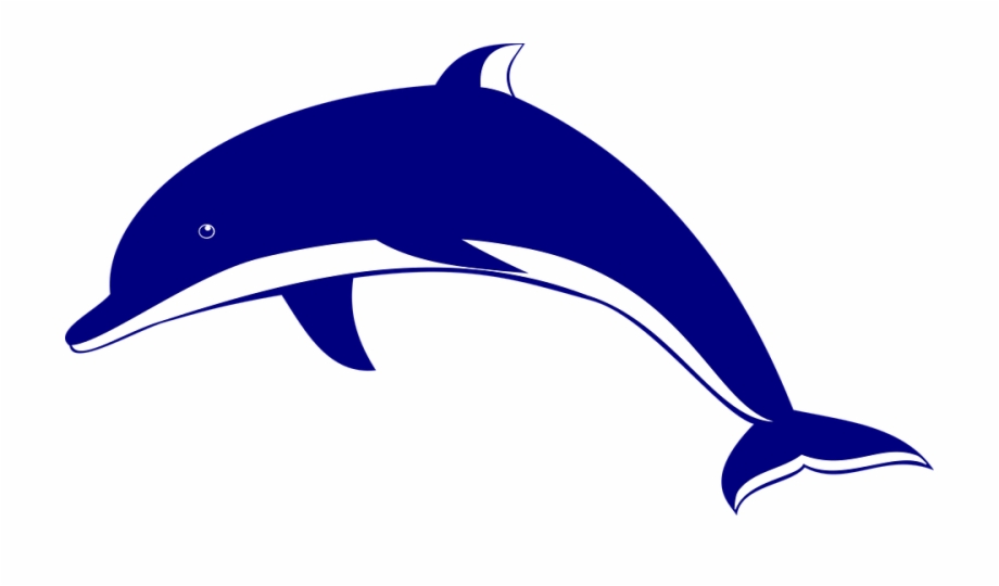 Dolphin Vector Png