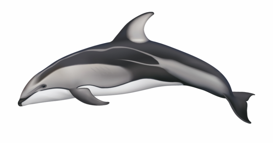 Drawn Dolphins Pacific White Sided Dolphin Pacific White