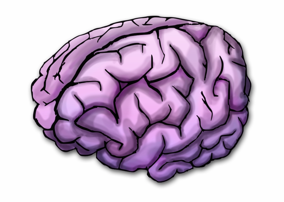 Vector Freeuse Stock Purple Transparent Brain Purple Brain