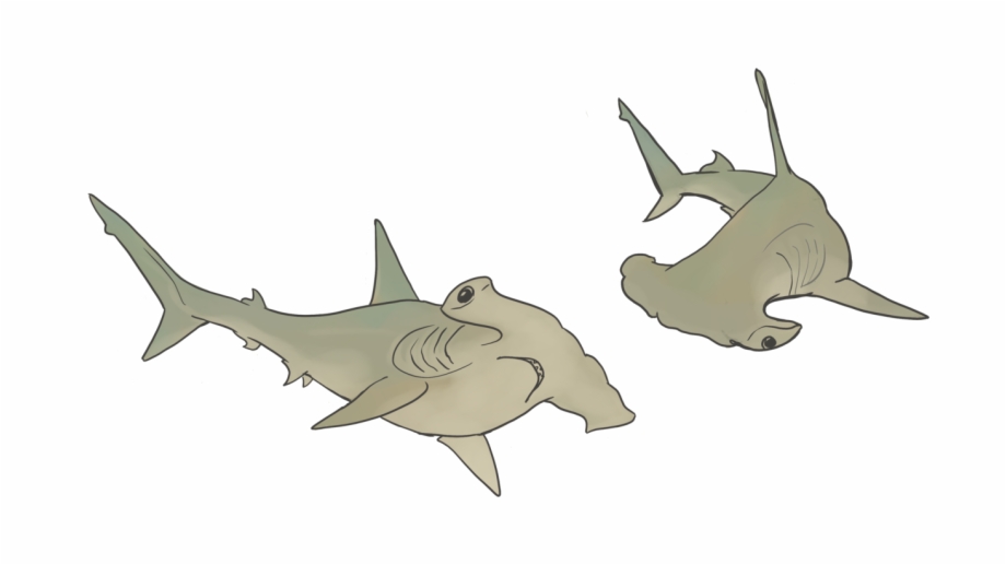 Hammerhead Sharks Cartoon