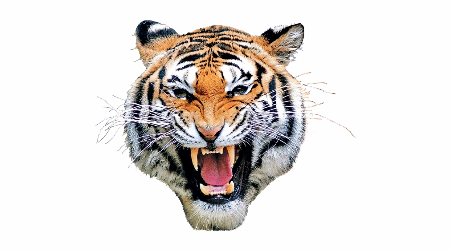 Tiger Mask Head Eyes Animal Animalface Lion 