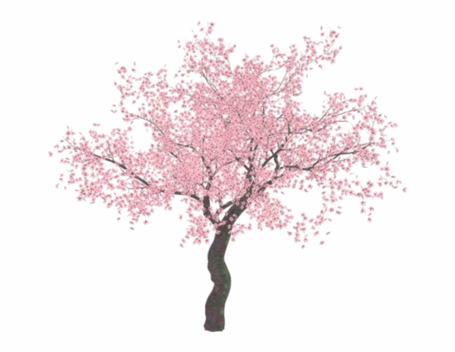 Cherryblossom Tree Illustrator Tree Png